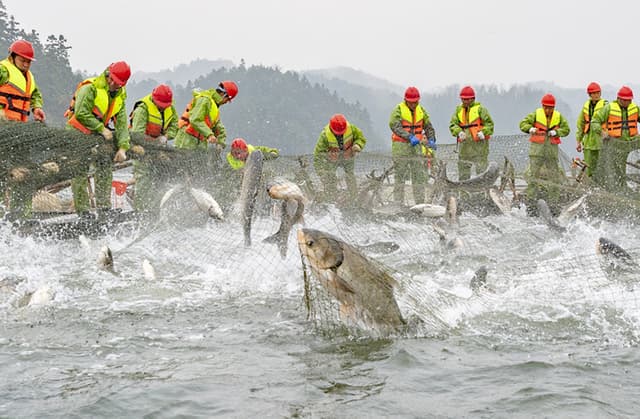 江西新余:仙女湖迎来新年巨网首捕