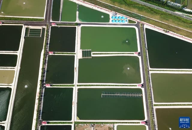 山东微山:俯瞰生态鱼塘美如调色板