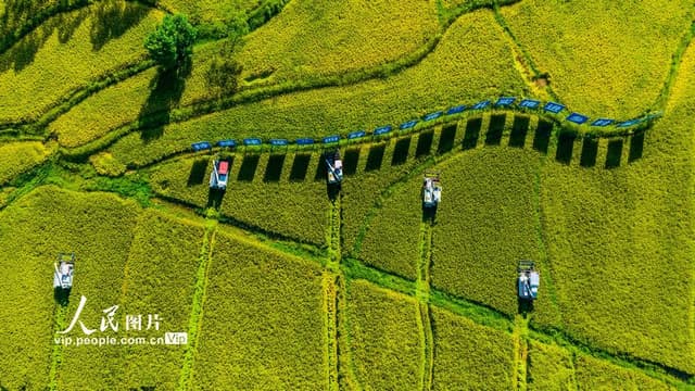 重庆梁平:水稻开镰收割忙