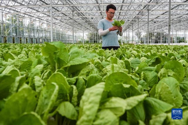 江苏海门:农业提档升级 助力乡村振兴