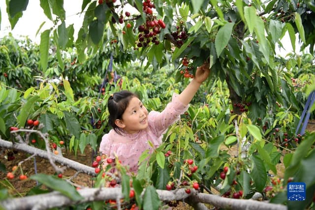 安徽合肥:初夏的果实 丰收的味道