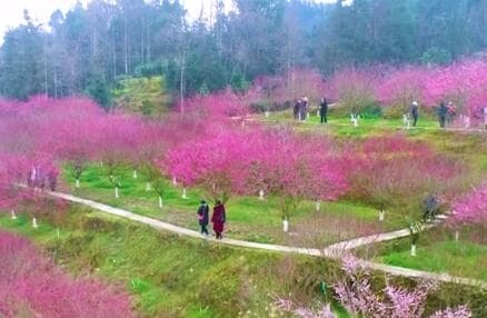 湖北来凤:“梅”遇好春光 助力振兴梦