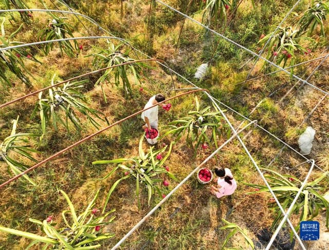 湖南道县:特色种植 助农增收