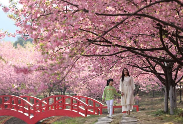 湖南常宁:樱花烂漫迎客来