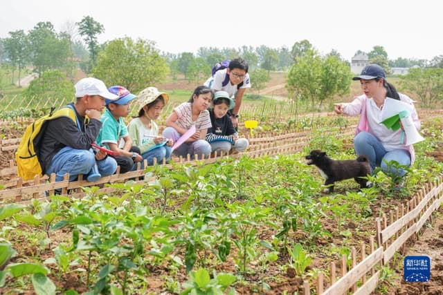 合肥蜀山:田间课堂 快乐成长