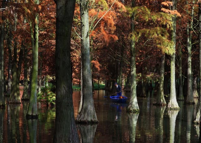 上海:“水上森林”枝头尽染 风景如画
