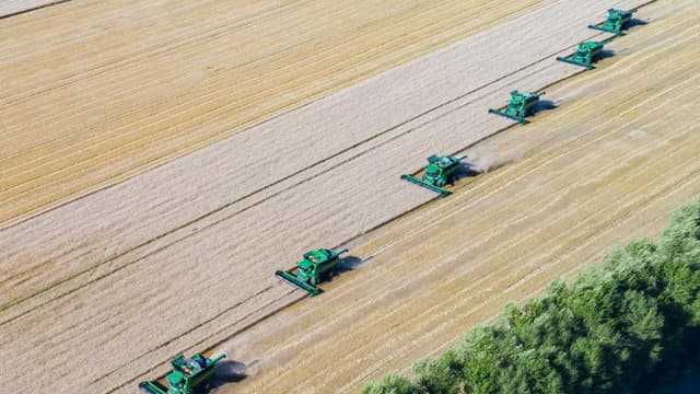 黑龙江垦区:小麦收获全面展开