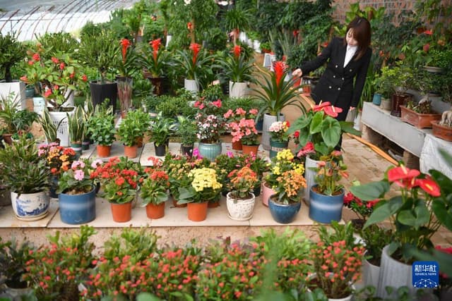 陕西延安:黄土高原上开出温室“致富花”