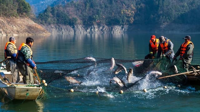 湖北秭归:鱼跃人欢冬捕忙