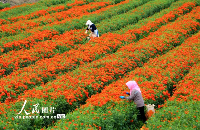 甘肃张掖:花儿村里花丰收