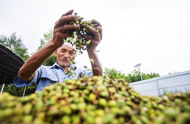 河南卢氏:翘香富农