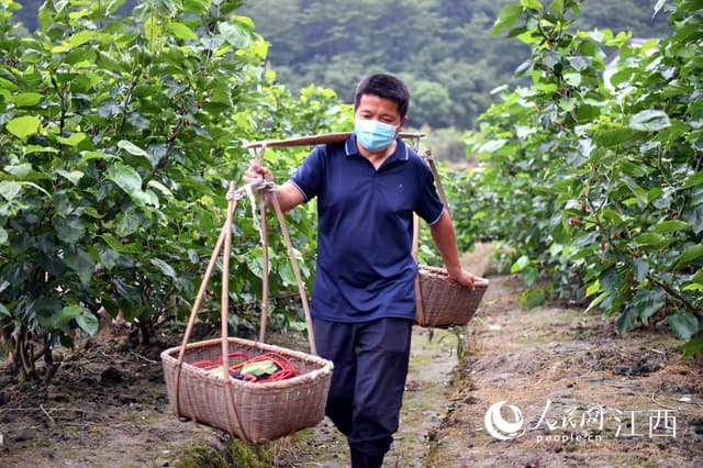 江西湾里:桑葚“突围” 从滞销到热销