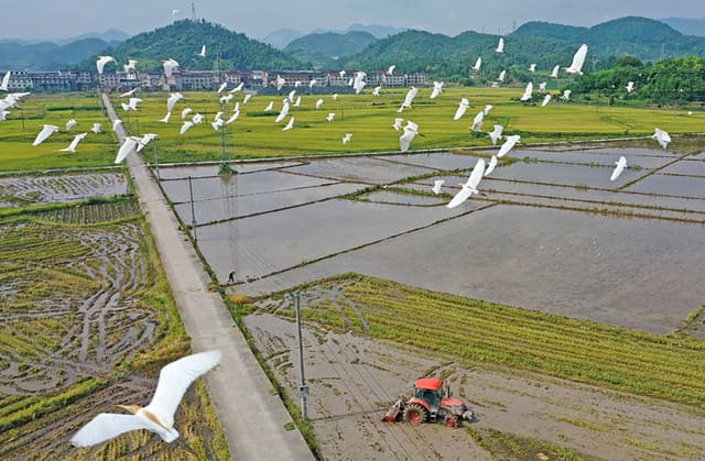 浙江仙居:鹭鸟伴耕