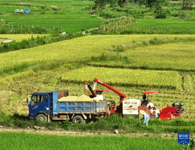 湖南道县:早稻飘香收割忙