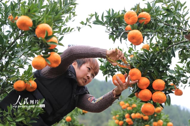 贵州余庆:椪柑喜获丰收