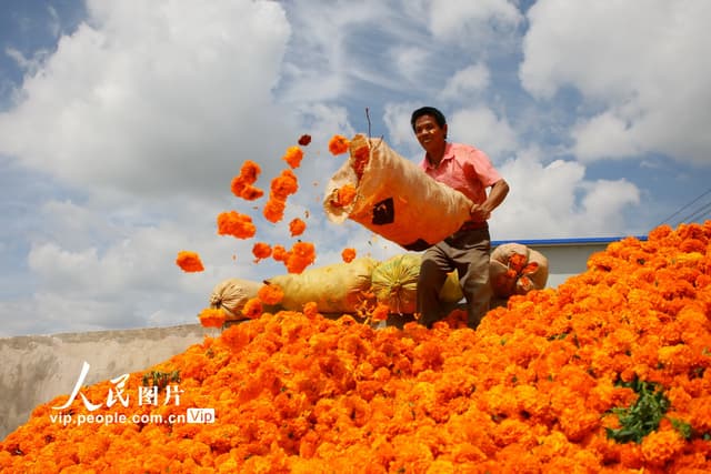 云南曲靖:万寿菊迎来丰收季