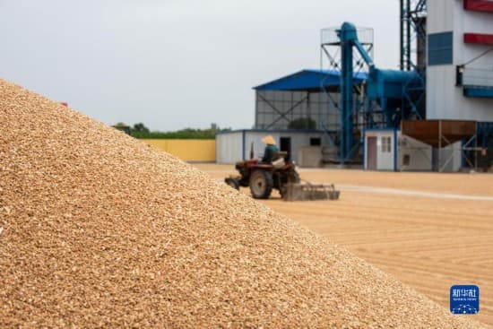 宁夏石嘴山:夏日麦收忙
