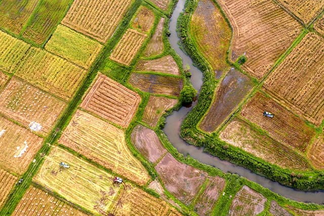 江西湘东:油菜喜丰收 农民收割忙