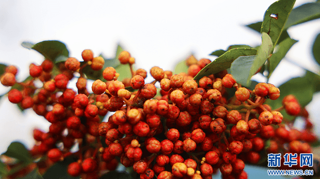 “椒”傲! 陕西恒口“红果果”映红致富路