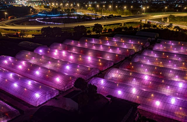 浙江宁波:寒潮来袭 大棚保暖