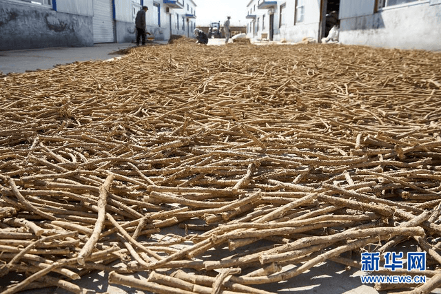 山西五寨:一株小草开出的乡村振兴“良方”