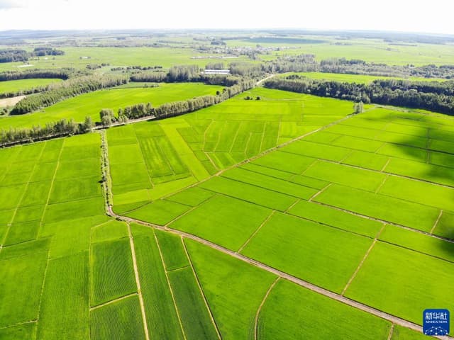 黑龙江铁力:水稻迎风展绿