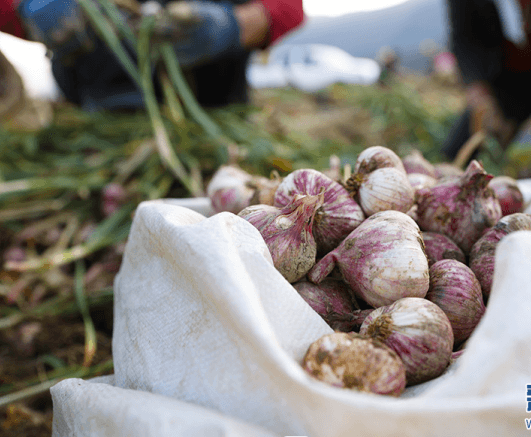 云南东川:早熟大蒜“蒜”出亿元产值
