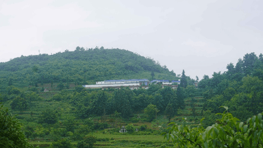 贵州普安探索天麻无土栽培：不用泥土的"金疙瘩"如何种出来？