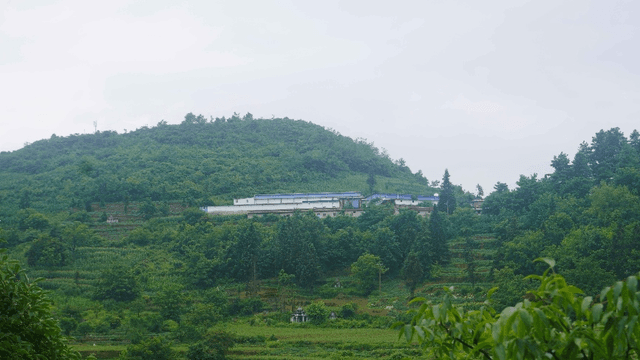 贵州普安探索天麻无土栽培：不用泥土的"金疙瘩"如何种出来？