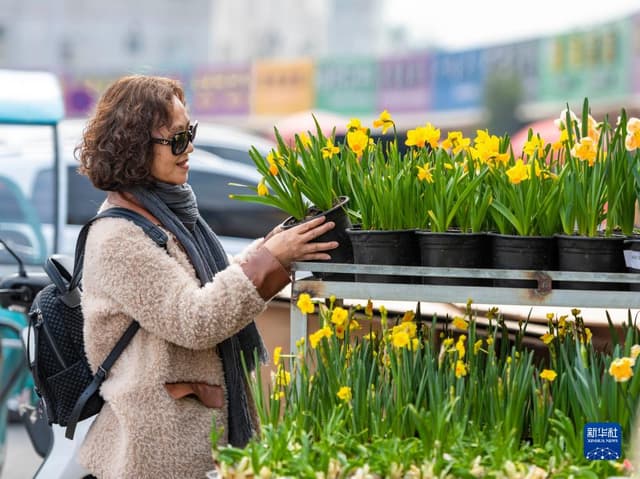 福建漳州:水仙花俏迎新春