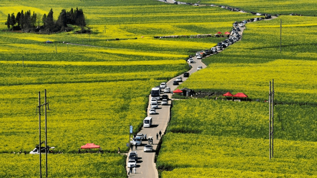 云南曲靖罗平：“赏花经济”既有“颜值”又有“产值