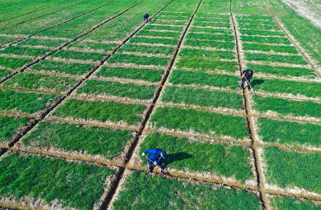 河南光山:人勤春来早 麦田管理忙