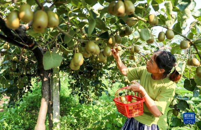 四川华蓥:特色水果助农增收