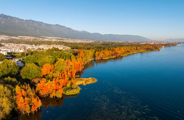 初冬洱海岸:群鸟翔集 红了水杉 醉了游人