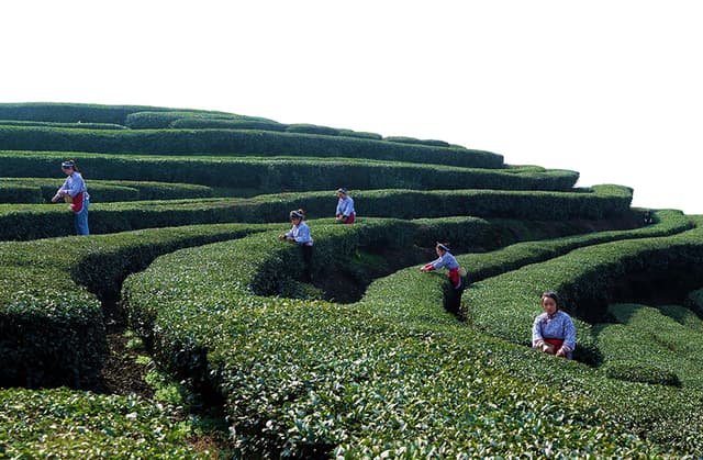 四川纳溪:人勤春早采茶忙