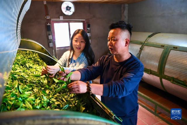 福建武夷山:高山茶农生态致富
