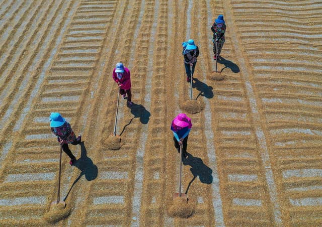 山东小麦收获已近九成