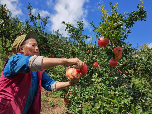 四川会理:小小石榴果 振兴大文章