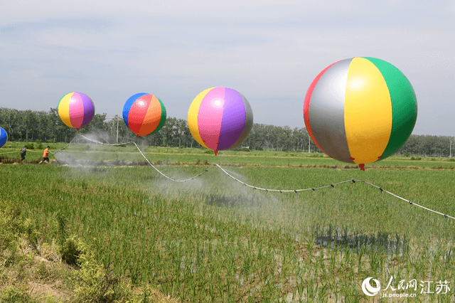 江苏泗洪:巧用气球喷洒农药