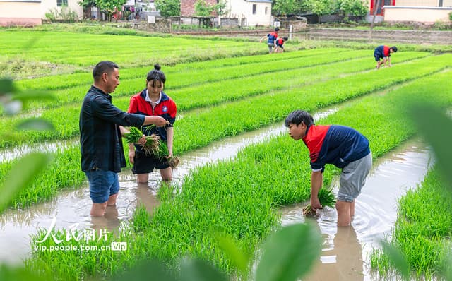 江西永新:田间学农事