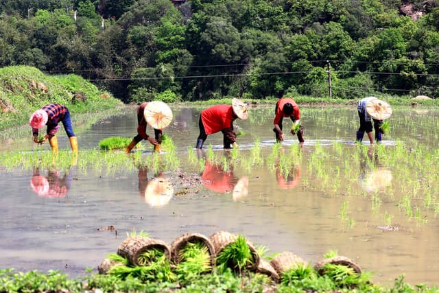 福建南安:田家勤力忙春播 抗疫不误保粮仓