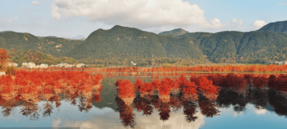 保护红树林 让海洋更健康