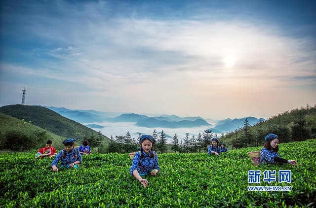 湖南安化:一篓天尖 百年醇香