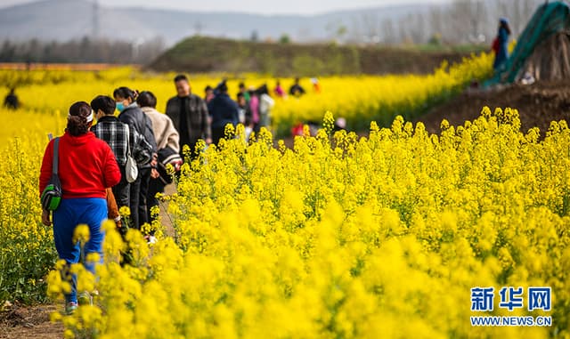 最是一年春好处|乐享田园新风光