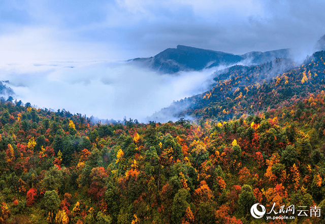 云南彝良小草坝:树树皆秋色 山山唯落晖