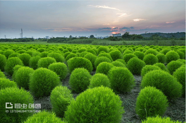 无锡锡山:奏响文旅融合“春之曲”