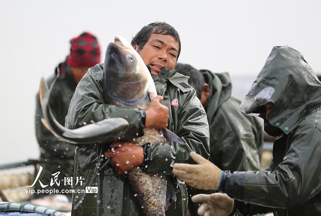 山东沂南:鱼跃人欢冬捕忙