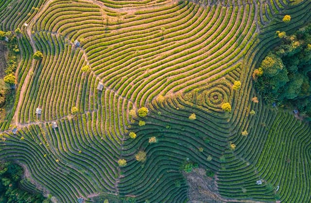 云南江城:万亩茶园出新绿 春茶飘香采摘忙