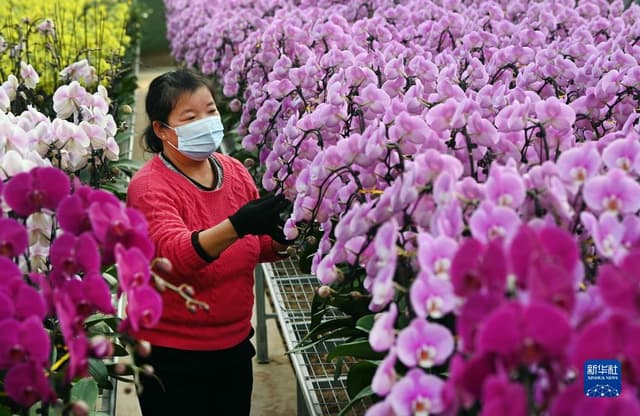 陕西蓝田:蝴蝶兰竞相绽放