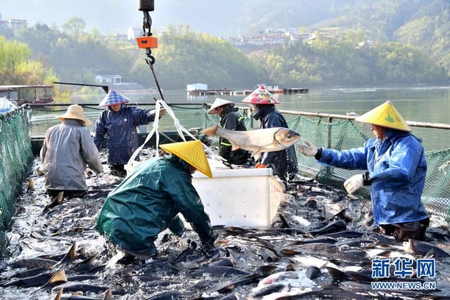 湖北保康:春捕开网 人欢鱼跃